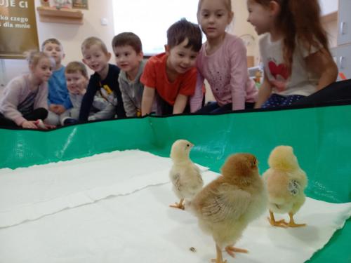 Kurczaczki w przedszkolu